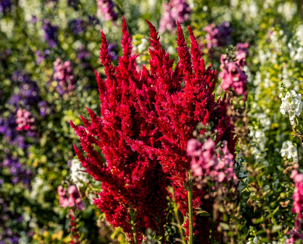 Beautiful garden with plants of different heights and colors