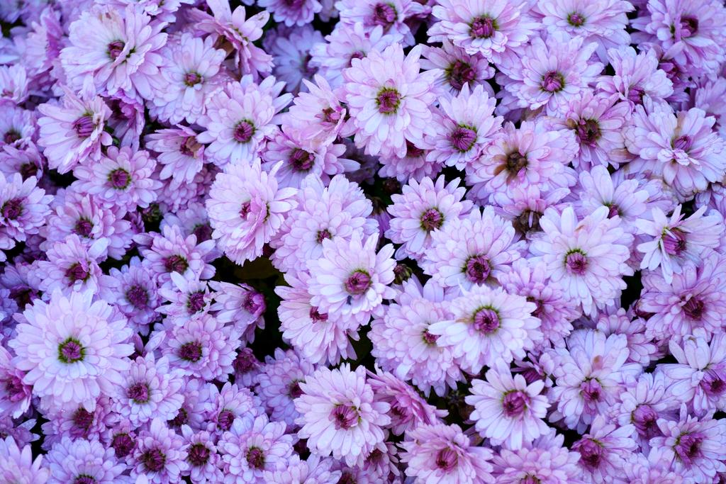 Fall garden with asters and sedum