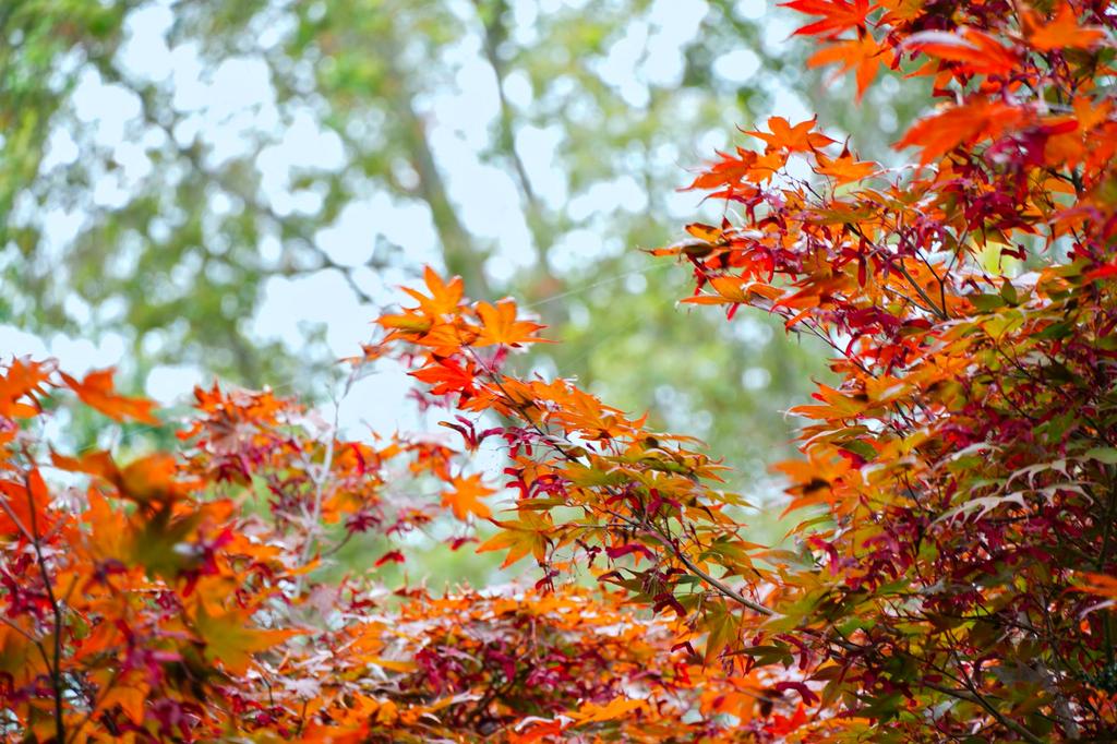 Japanese-inspired garden with maples and ferns